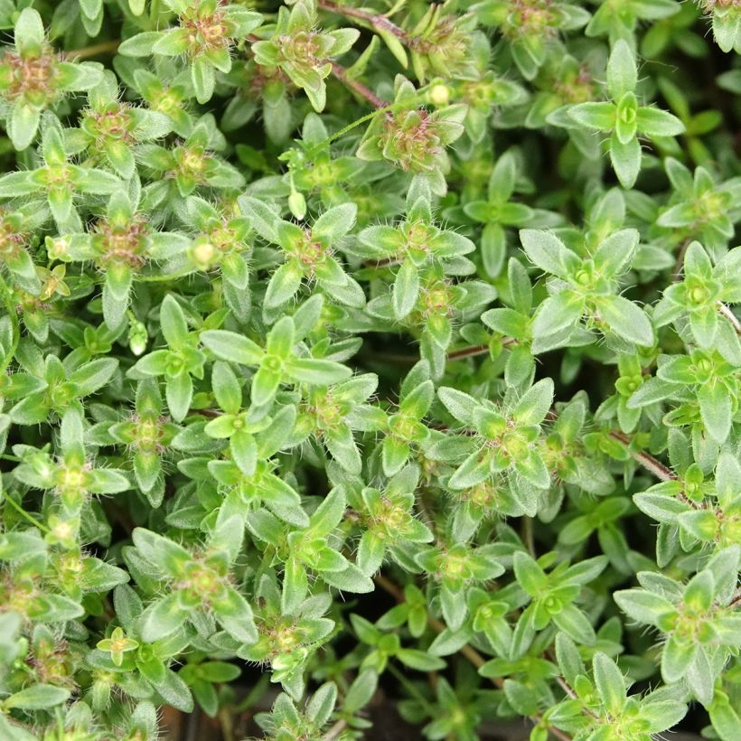 Thymus praecox Red Carpet - Thym précoce (Feuillage)