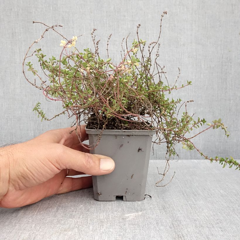 Spécimen de Thymus pulegioides Foxley - Thym faux pouliot Godet de 8/9 cm tel que livré en automne