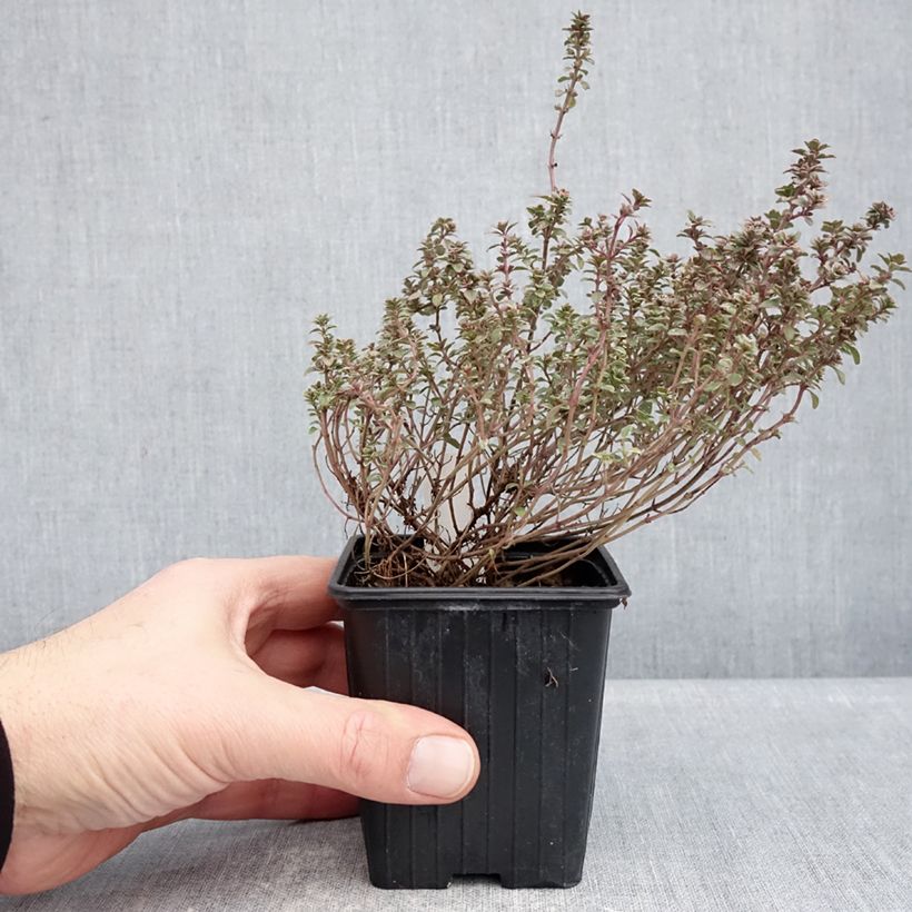 Spécimen de Thymus vulgaris Silver Posie - Thym Silver Posie - Thym argenté le sachet de 1000 graines environ tel que livré en hiver