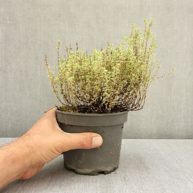 Spécimen de Thymus vulgaris Silver Posie - Thym Silver Posie - Thym argenté Pot de 1,5L/2L tel que livré en été