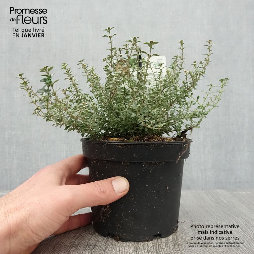 Spécimen de Thymus vulgaris Silver Posie - Thym Silver Posie - Thym argenté Pot de 1,5L/2L tel que livré en hiver