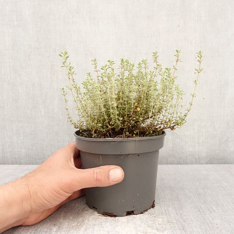 Spécimen de Thymus vulgaris Silver Posie - Thym Silver Posie - Thym argenté Pot de 1,5L/2L tel que livré au printemps