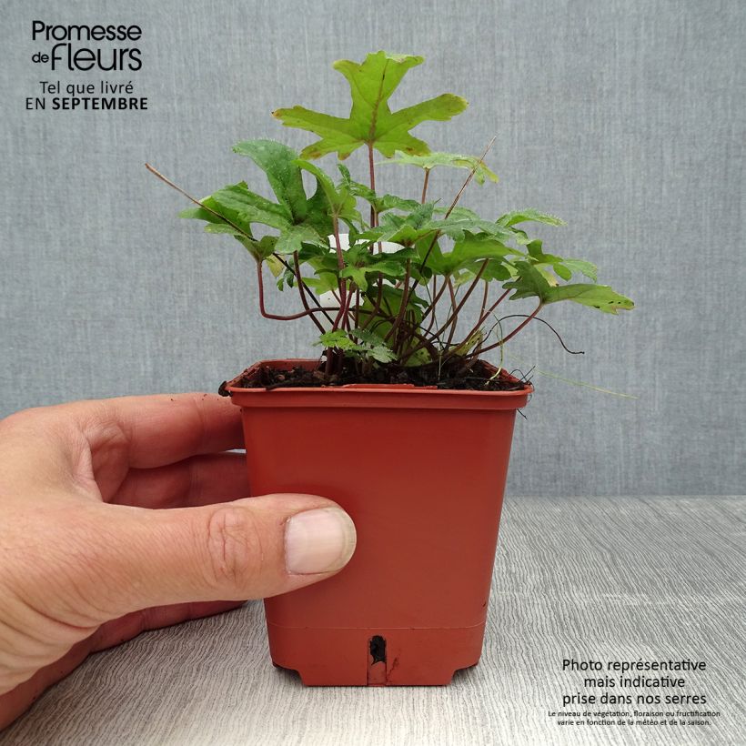 Spécimen de Tiarella Pink Skyrocket - Tiarelle hybride Godet de 8/9 cm tel que livré en automne