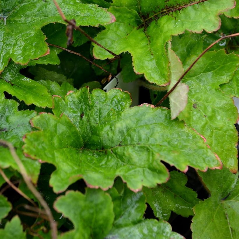 Tiarelle - Tiarella cordifolia (Foliage)