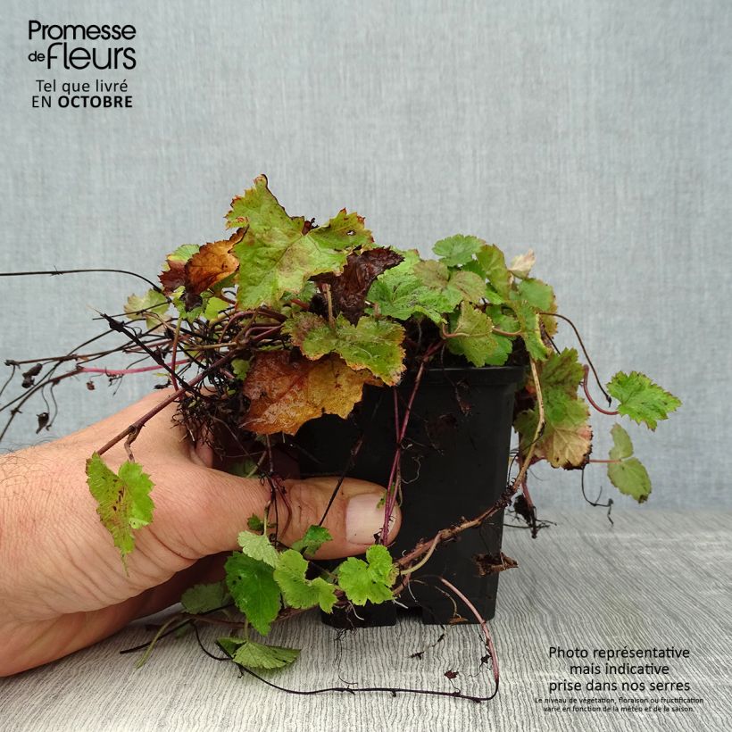 Spécimen de Tiarelle - Tiarella cordifolia Godet de 8/9 cm tel que livré en automne