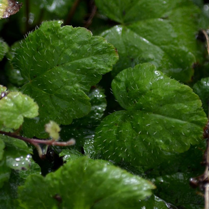 Tiarelle - Tiarella cordifolia Moorgrun (Foliage)