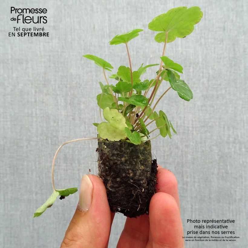 Spécimen de Tiarelle Sugar and Spice Mini-motte Ø 3/4 cm, Plant vert de 3 à 5 cm de haut environ tel que livré en automne
