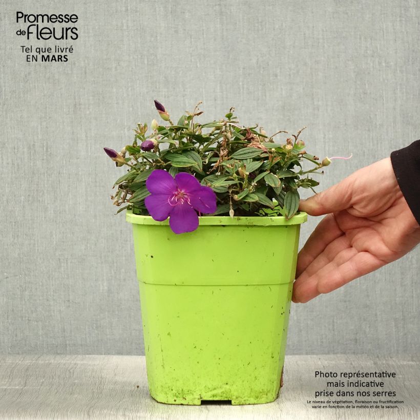 Spécimen de Tibouchina Groovy baby - Tibouchina nain Pot de 4L/5L tel que livré au printemps