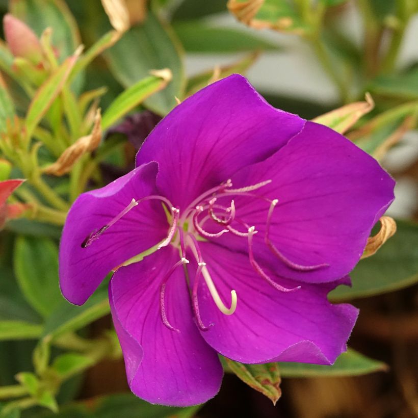 Tibouchina Groovy baby - Tibouchina nain (Floraison)