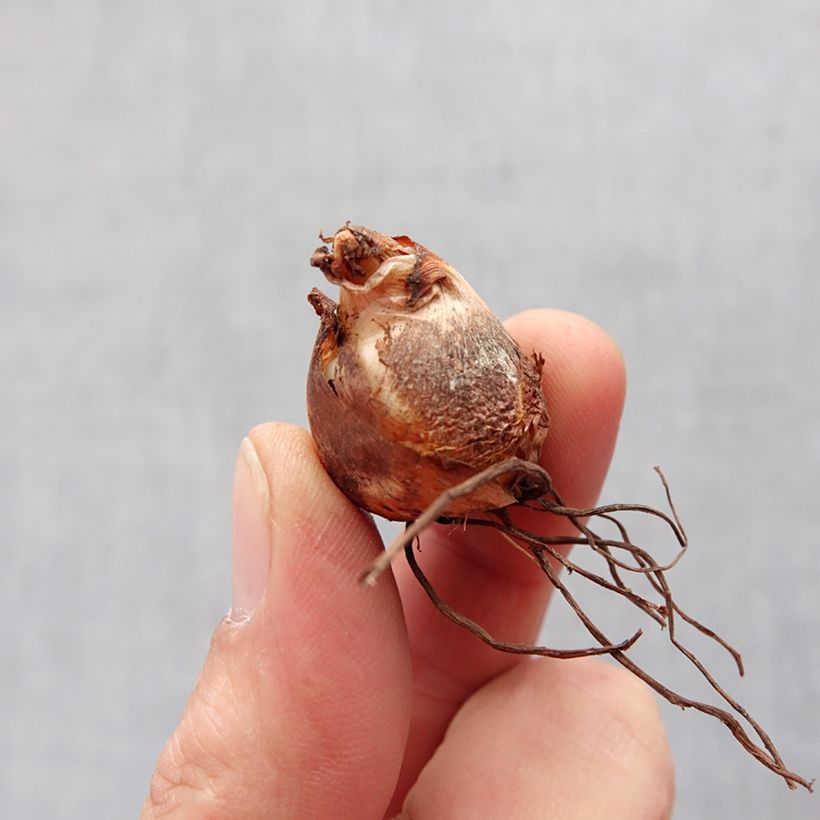 Spécimen de Tigridia pavonia Alba - Oeil de Paon  Bulbe calibre 7+ tel que livré au printemps