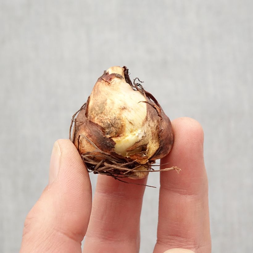 Spécimen de Tigridia pavonia Aurea - Oeil de Paon Bulbe calibre 7+ tel que livré au printemps