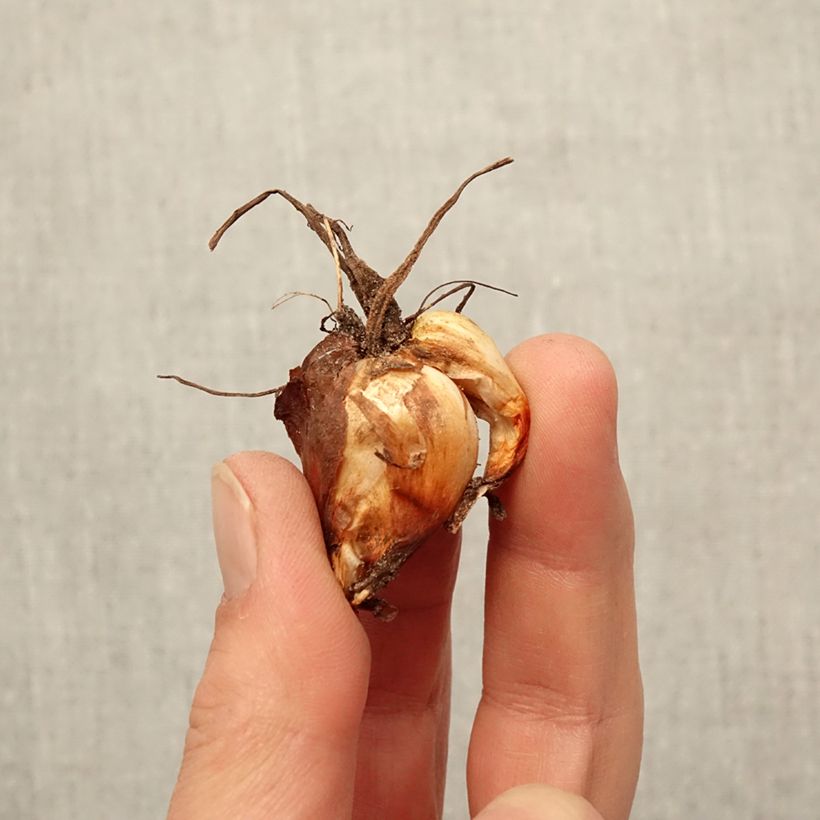 Spécimen de Tigridia pavonia Lilacea - Oeil de Paon Bulbe calibre 7+ tel que livré au printemps