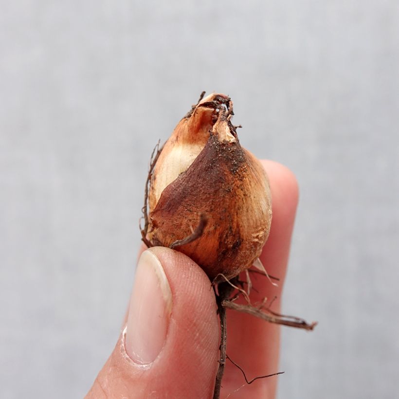 Example of Tigridia pavonia Speciosa - Oeil de Paon Bulbe calibre 7+ as you get in printemps