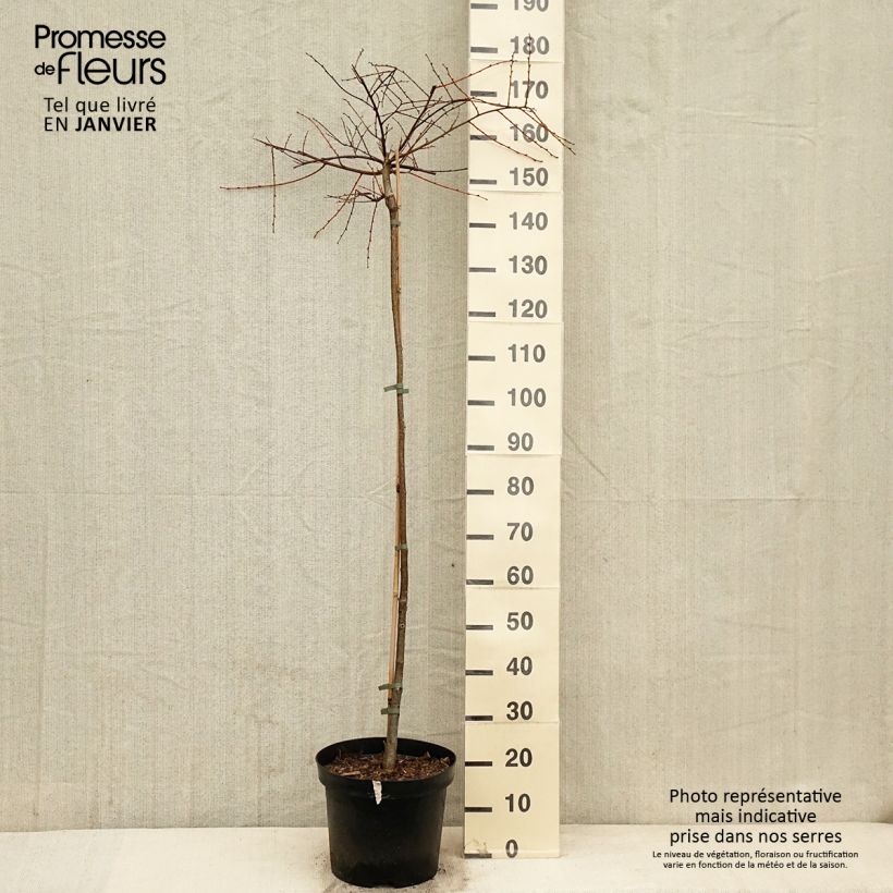 Spécimen de Tilia cordata Pevé Kronenberg - Tilleul à petites feuilles Pot de 12L/15L, Tige tel que livré en hiver