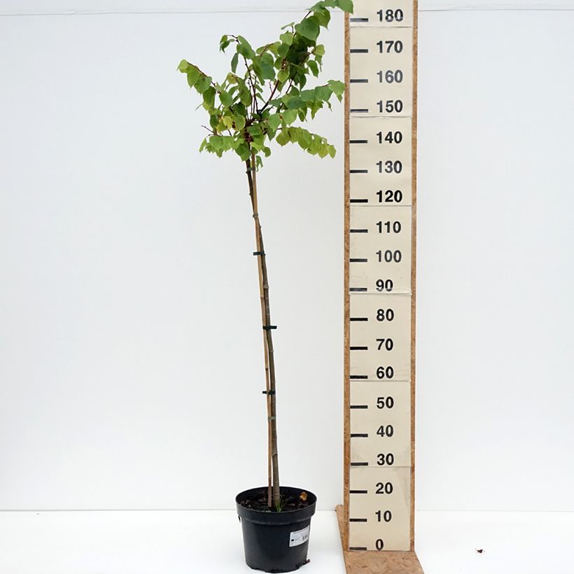 Spécimen de Tilia cordata Pevé Kronenberg - Tilleul à petites feuilles Pot de 12L/15L, Tige tel que livré en automne
