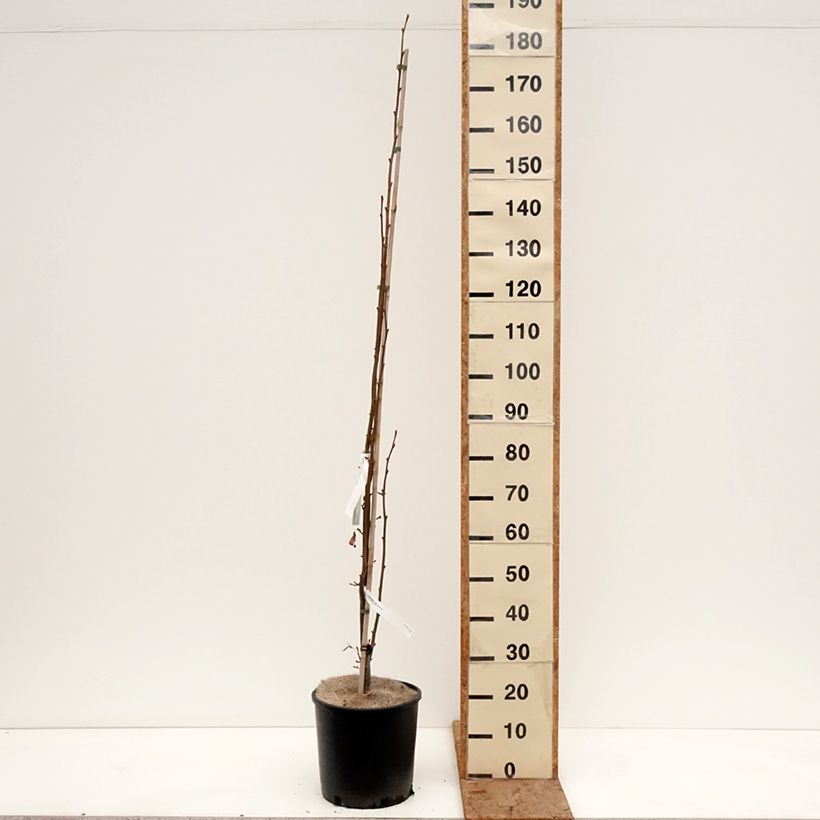 Spécimen de Tilia cordata Rancho - Tilleul à petites feuilles Pot de 12L/15L tel que livré en hiver