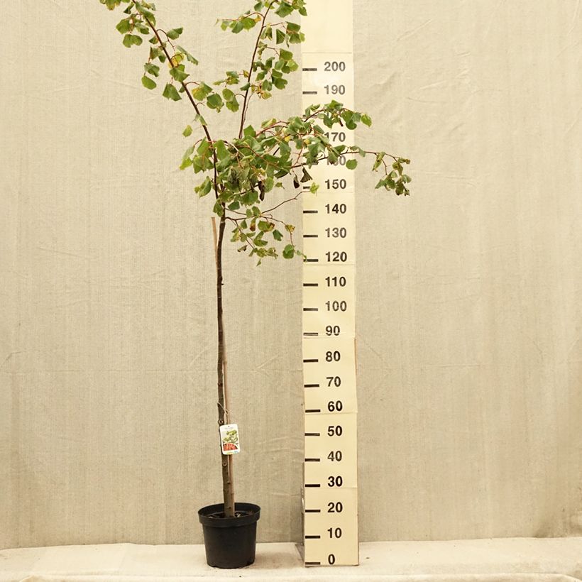 Spécimen de Tilia cordata Winter Orange - Tilleul à petites feuilles Pot de 7,5L/10L, Tige, Tige de 125 cm tel que livré en été