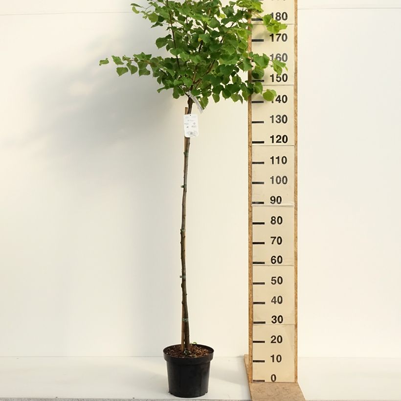 Spécimen de Tilia cordata Winter Orange - Tilleul à petites feuilles Pot de 7,5L/10L, Tige, Tige de 125 cm tel que livré au printemps