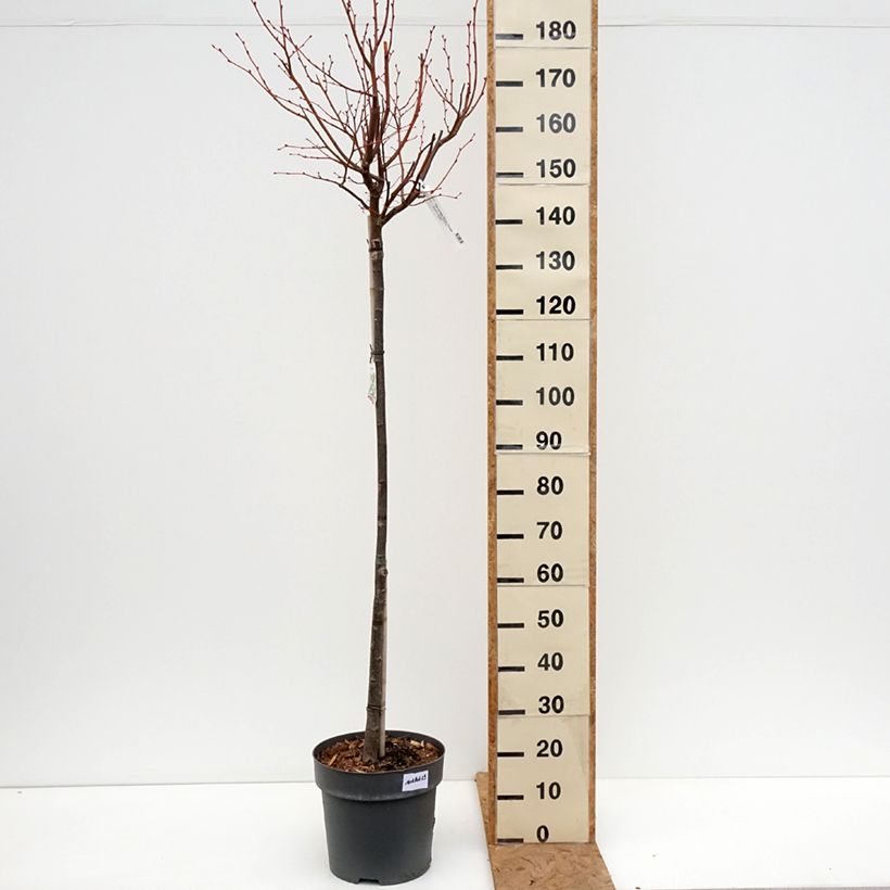 Spécimen de Tilia cordata Winter Orange - Tilleul à petites feuilles Pot de 7,5L/10L, Tige, Tige de 125 cm tel que livré en automne