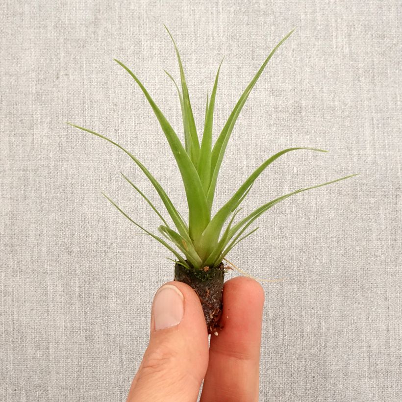 Spécimen de Tillandsia Naomi Mini-plante tel que livré au printemps