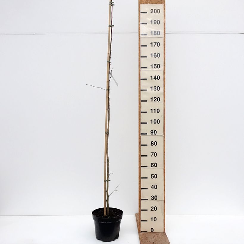 Spécimen de Tilleul à grandes feuilles - Tilia platyphyllos Laciniata Pot de 7,5L/10L tel que livré en hiver