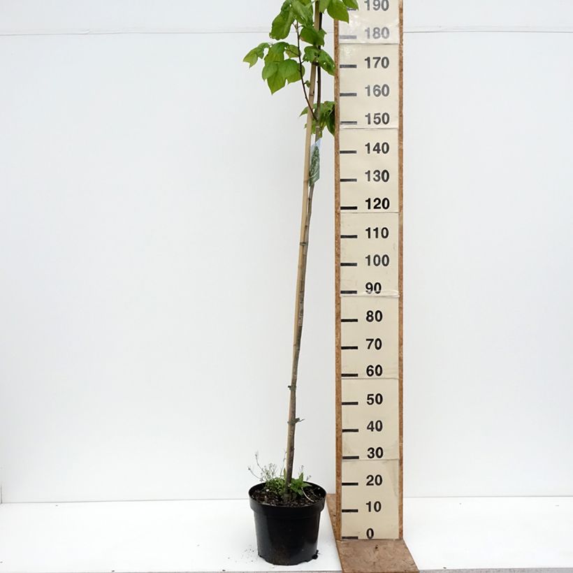 Spécimen de Tilleul à grandes feuilles - Tilia platyphyllos Laciniata Pot de 7,5L/10L tel que livré au printemps