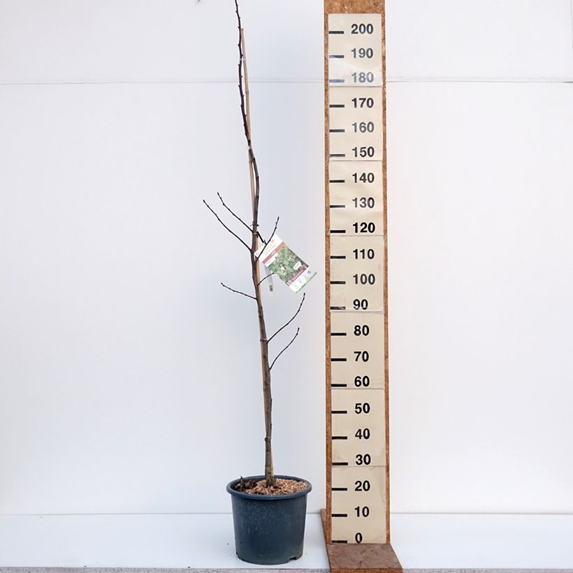 Spécimen de Tilleul à grandes feuilles - Tilia platyphyllos Pot de 7,5L/10L tel que livré en hiver