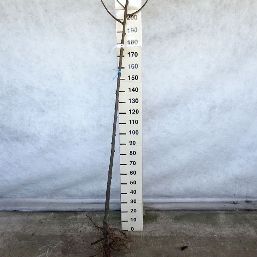 Spécimen de Tilleul à grandes feuilles - Tilia platyphyllos Racines nues, Tige, Tige 6/8 tel que livré en hiver