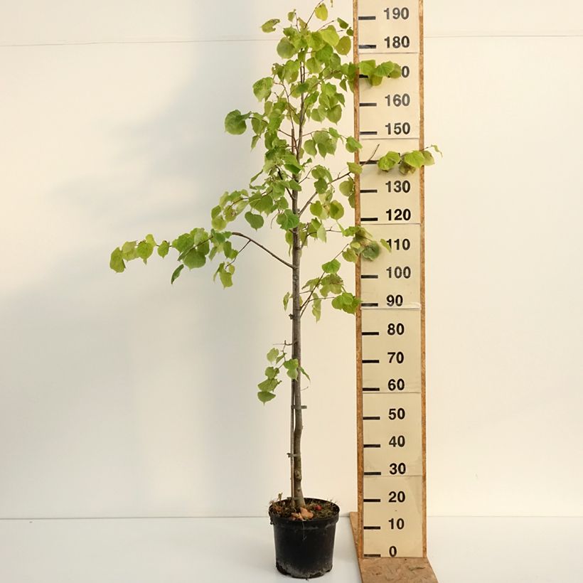 Spécimen de Tilleul à petites feuilles Swedish Upright - Tilia cordata  Pot de 7,5L/10L tel que livré en été