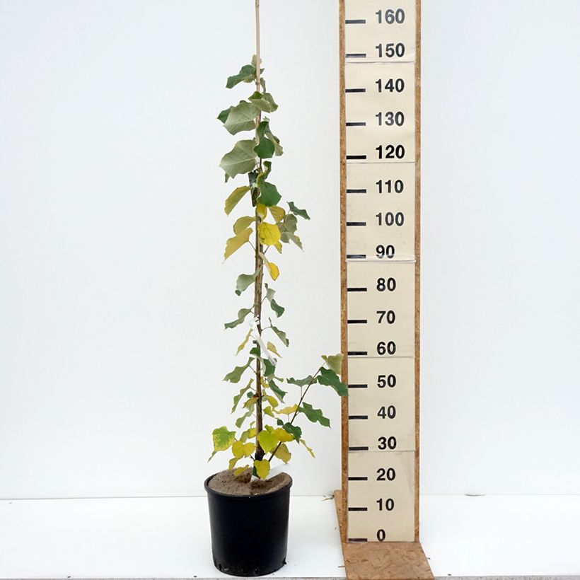 Spécimen de Tilleul argenté - Tilia tomentosa Pot de 7,5L/10L tel que livré en automne