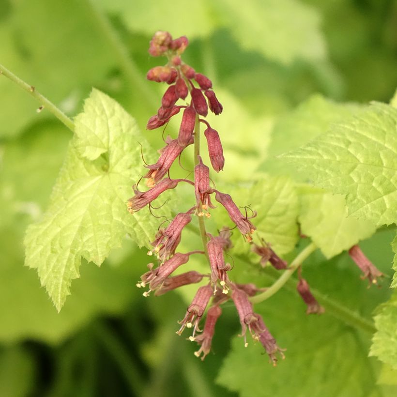 Tolmiea menziesii Cool Gold - Tolmie de Menzies - La poule et ses poussins (Floraison)