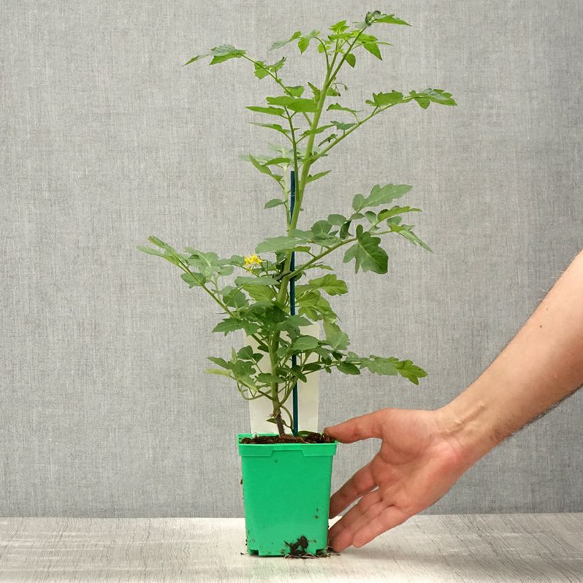 Spécimen de Tomate cerise Harmony F1 en plants GREFFES Pot de 10 cm/11cm tel que livré au printemps