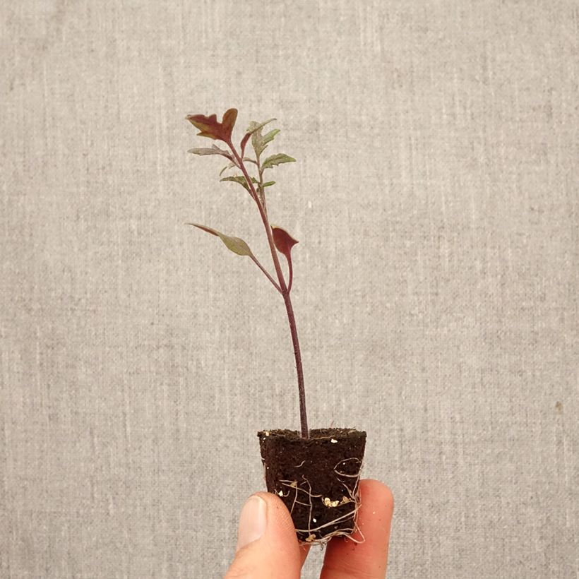 Spécimen de Tomate cocktail Black Moon F1 en plant Mini-motte Ø 3/4 cm tel que livré au printemps
