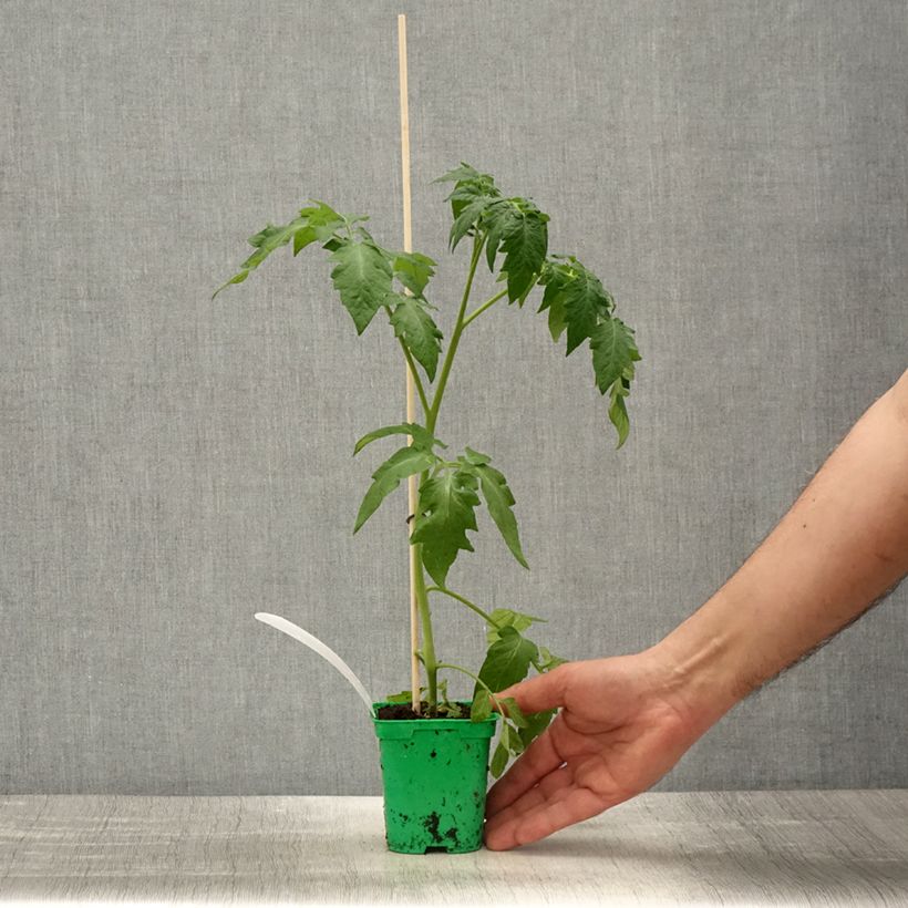 Spécimen de Tomate Crimson Crush en plants GREFFES Pot de 10 cm/11cm tel que livré au printemps