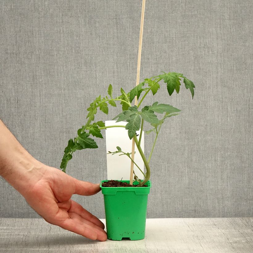 Spécimen de Tomate Saint-Pierre en plants Pot de 10 cm/11cm tel que livré au printemps