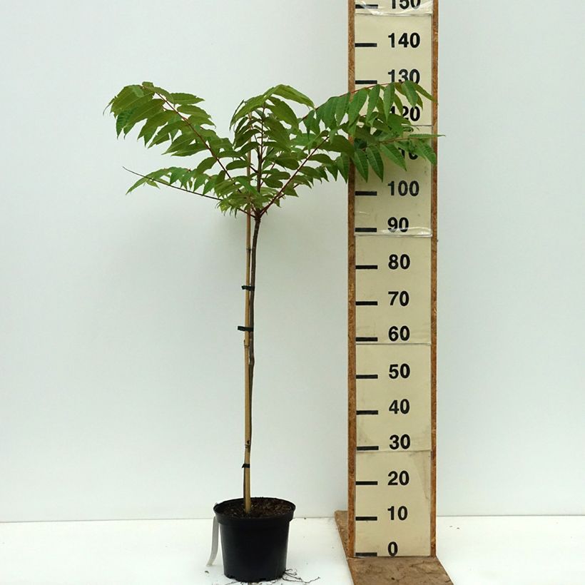Spécimen de Toona sinensis - Acajou de Chine Pot de 3L/4L tel que livré au printemps