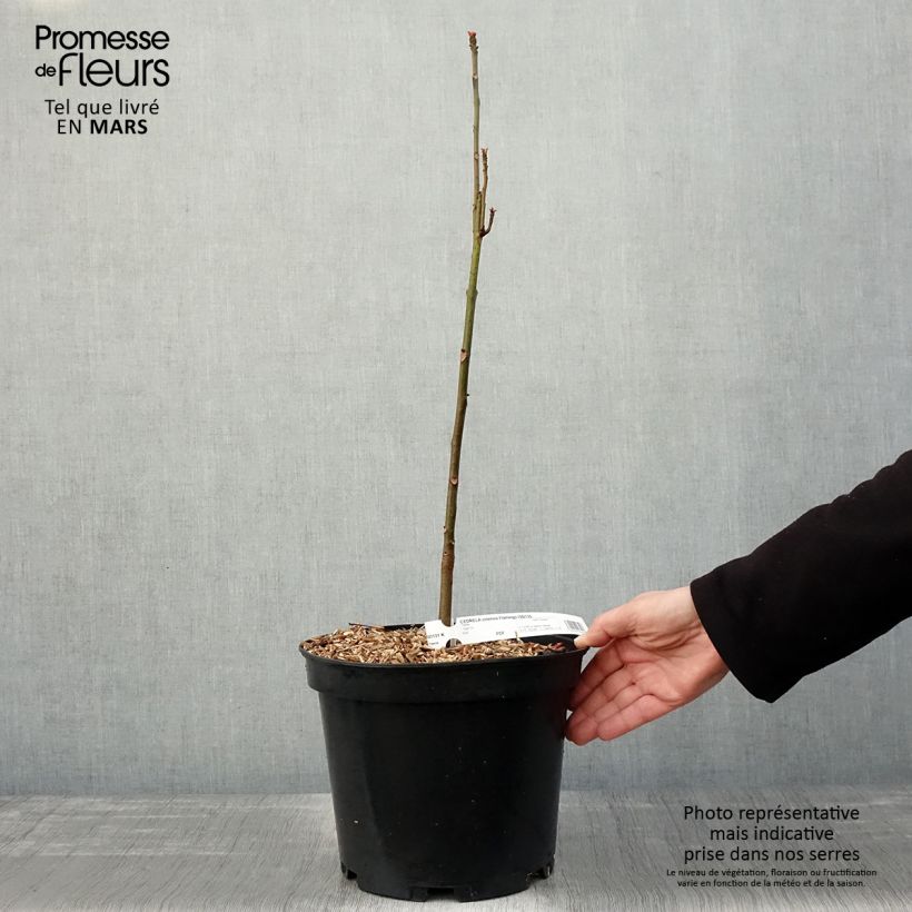 Example of Toona sinensis Flamingo - Acajou de Chine Pot de 4L/5L as you get in printemps