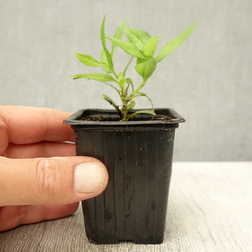 Spécimen de Topinambour Nain BIO - Helianthus tuberosus Godet de 7/8 cm tel que livré en été