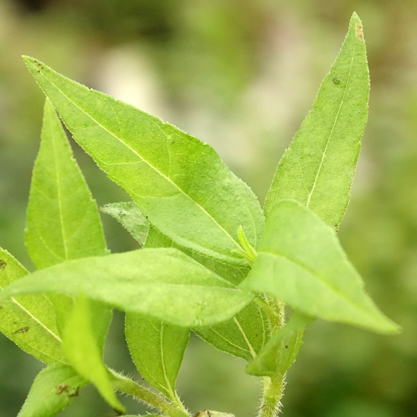 Topinambour Nain BIO - Helianthus tuberosus (Feuillage)
