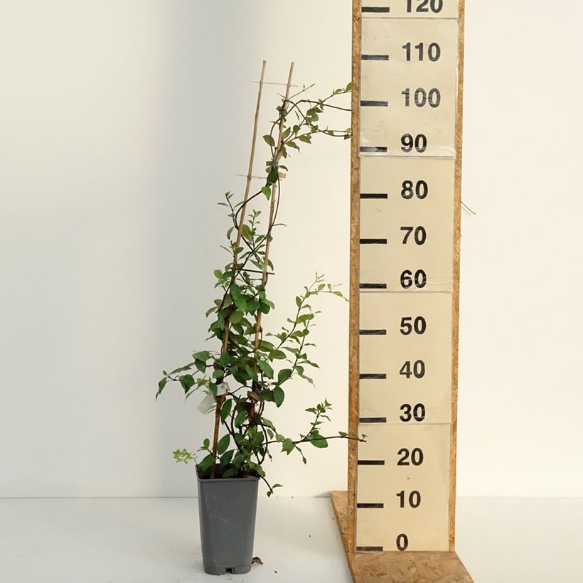 Spécimen de Trachelospermum asiaticum - Faux jasmin jaune Pot de 2L/3L tel que livré en été
