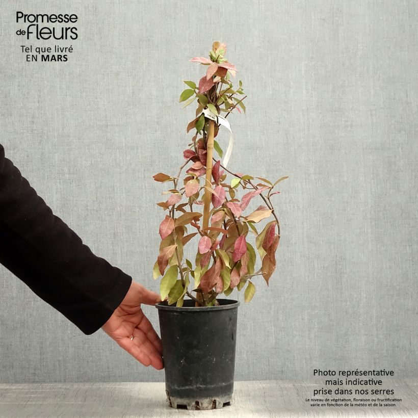 Spécimen de Trachelospermum asiaticum - Faux jasmin jaune Pot de 2L/3L tel que livré au printemps