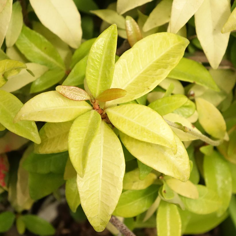 Trachelospermum asiaticum Golden Memories (Foliage)