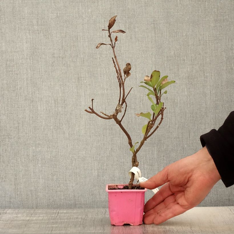 Example of Trachelospermum asiaticum Pink Showers - Jasmin étoilé Godet de 8/9 cm as you get in printemps