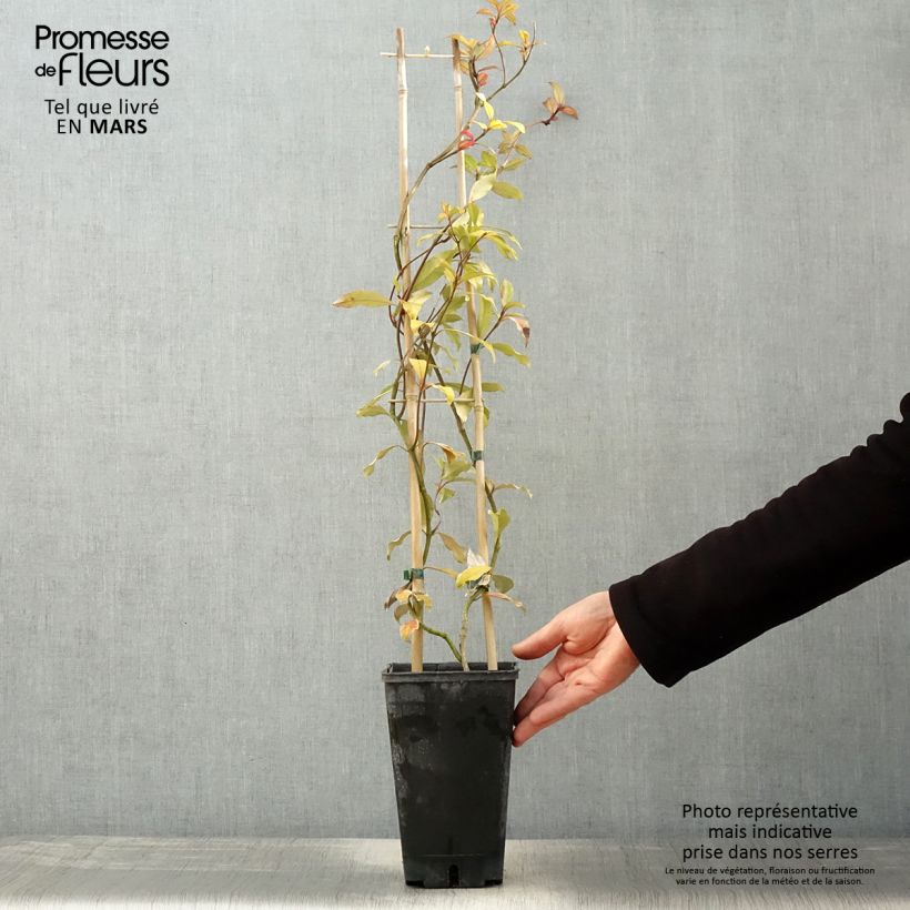 Example of Trachelospermum asiaticum Pink Showers - Jasmin étoilé Pot de 2L/3L as you get in printemps