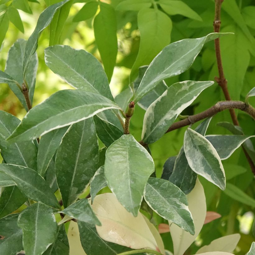 Trachelospermum asiaticum Star of Milano - Jasmin étoilé (Feuillage)