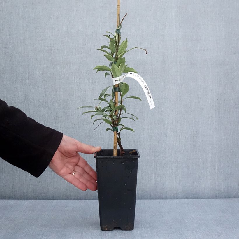 Spécimen de Trachelospermum asiaticum Star of Milano - Jasmin étoilé Pot de 1,5L/2L tel que livré au printemps