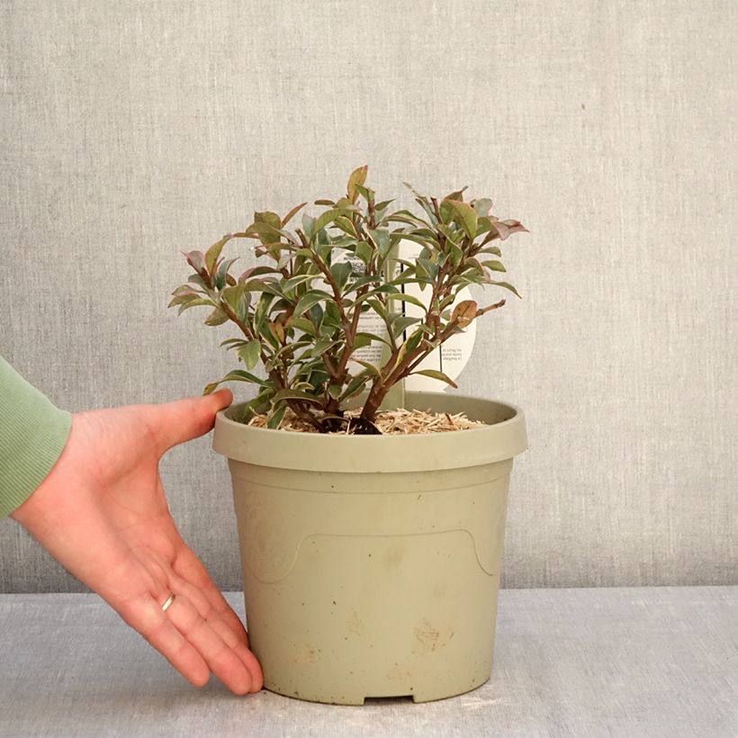 Spécimen de Trachelospermum asiaticum Star of Milano - Jasmin étoilé Pot de 3L/4L tel que livré en hiver