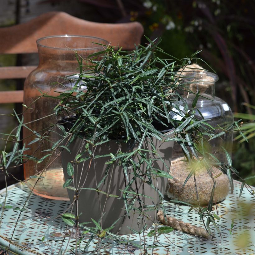 Trachelospermum asiaticum Theta - Jasmin étoilé (Foliage)