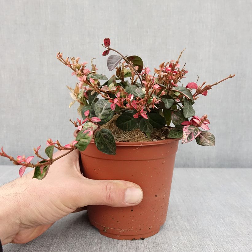 Spécimen de Trachelospermum asiaticum Tricolor - Jasmin étoilé panaché Pot de 1,5L/2L tel que livré en hiver