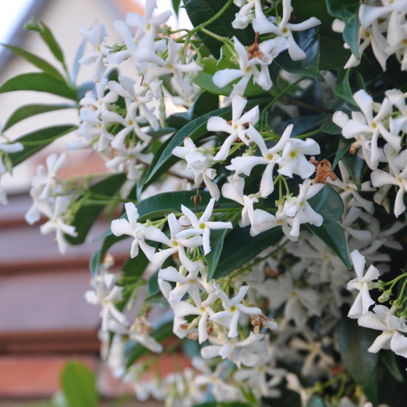 Jasmin étoilé - Trachelospermum jasminoides (Flowering)